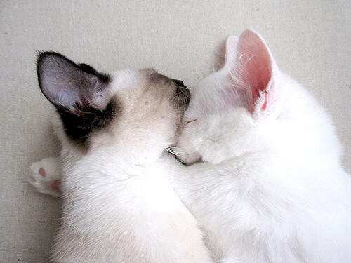 撕裂的前奏，锡安·威廉姆森如何以39+10+7弑旧主，爵士轻取国王迎来系列赛开门红