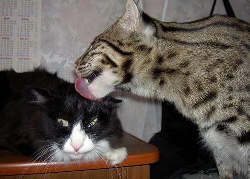 努涅斯狂想曲,摩纳哥压哨绝杀曼城,谱写足球最不可预测的诗篇