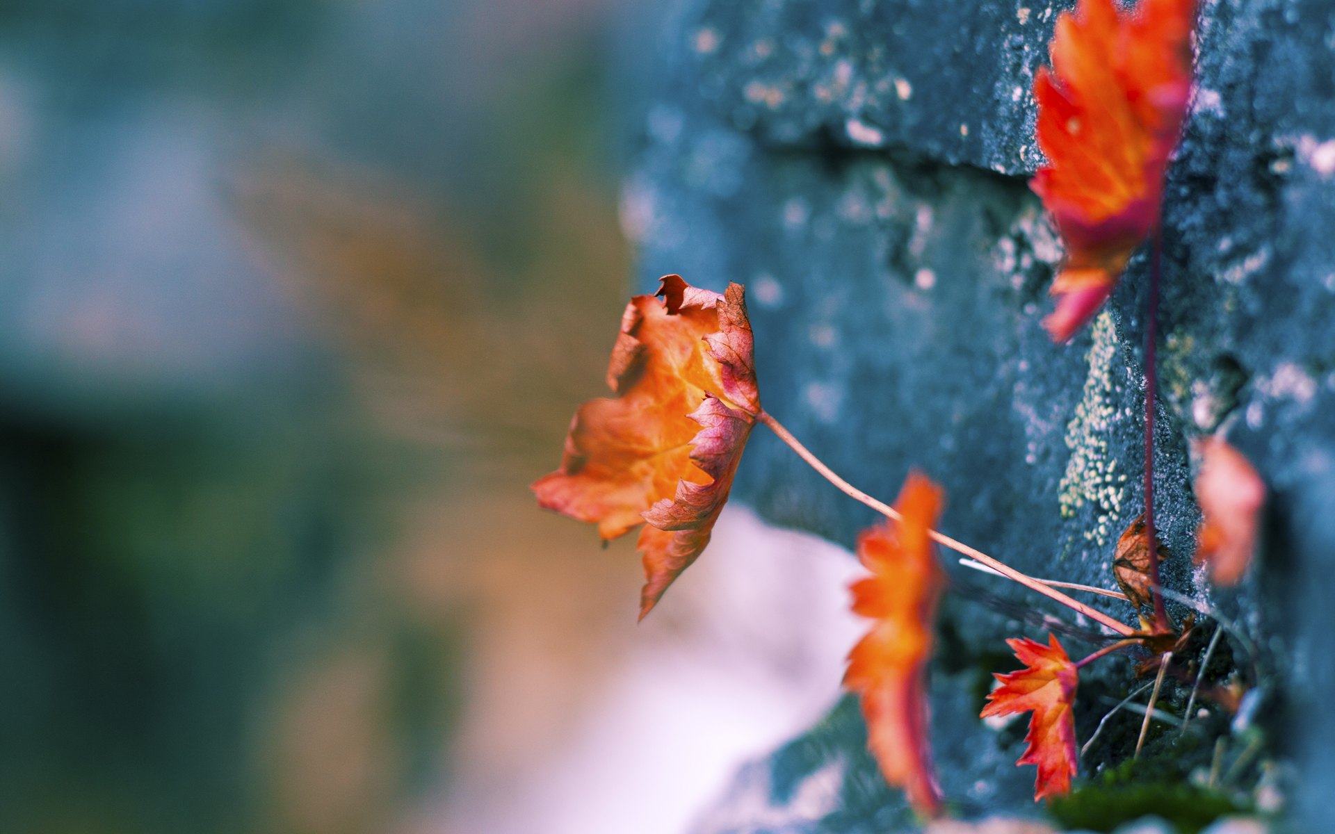 唯一性的狂胜，灰熊力克独行侠，福克斯末节接管比赛