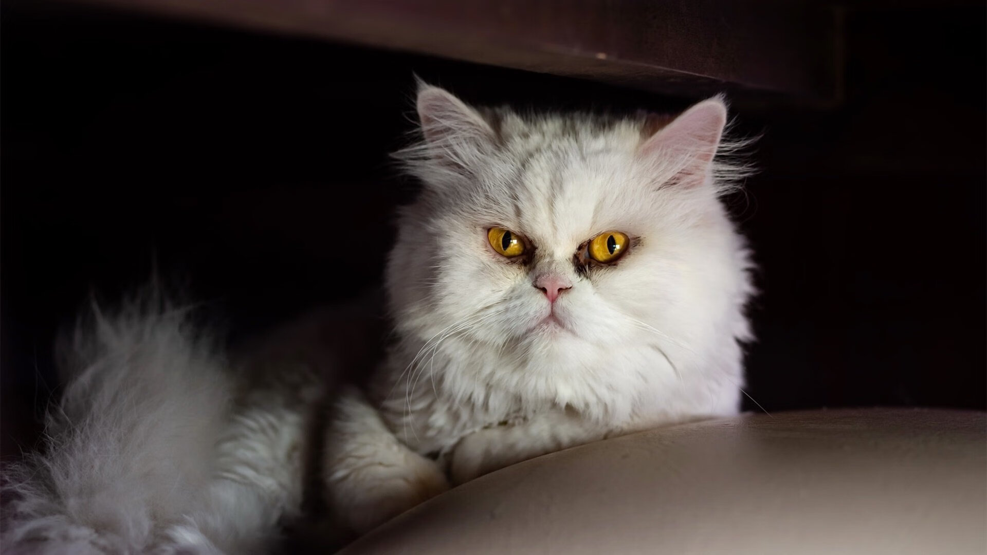 世界杯与NBA的奇妙交会，一场跨越代际的体育之夜