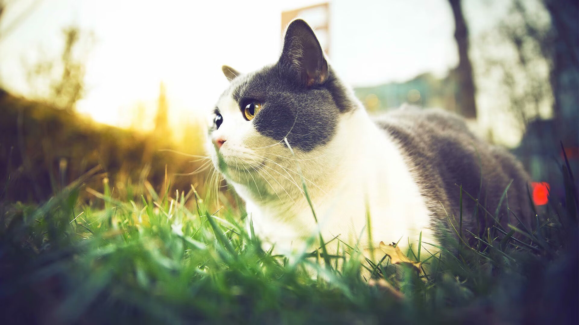 节奏大师,阿克点燃埃及引擎,硬仗攻克佛罗伦萨