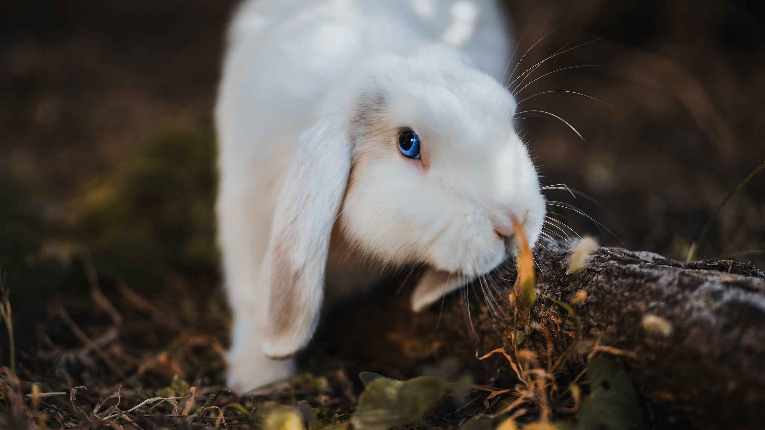 东决关键战焦点战,日本队决胜局客场带走胜利,里昂主场饮恨