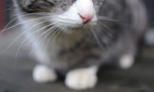 绝杀的艺术，杰伦·格林终场哨响前的救赎