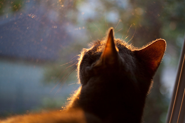 新王当立，爱德华兹东决关键夜一战封神