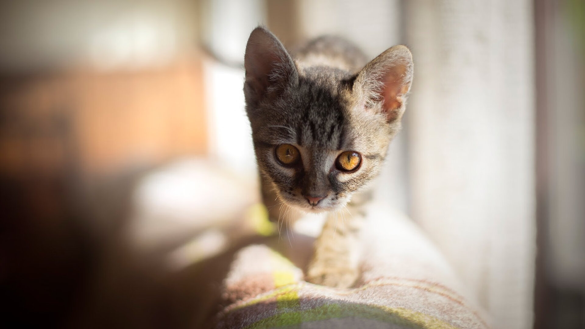 灼热的西非之夏，阿什拉夫末节天神下凡，加纳完成不可能逆转的唯一剧本