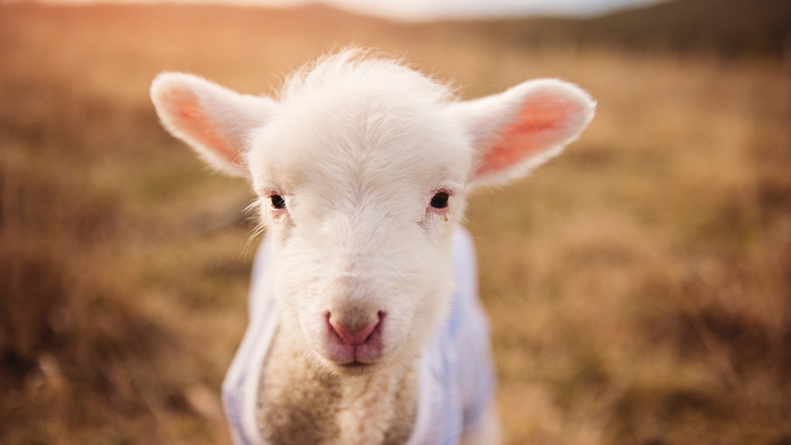 跨界之夜,德甲争冠激战正酣,西亚卡姆篮球场刷新纪录