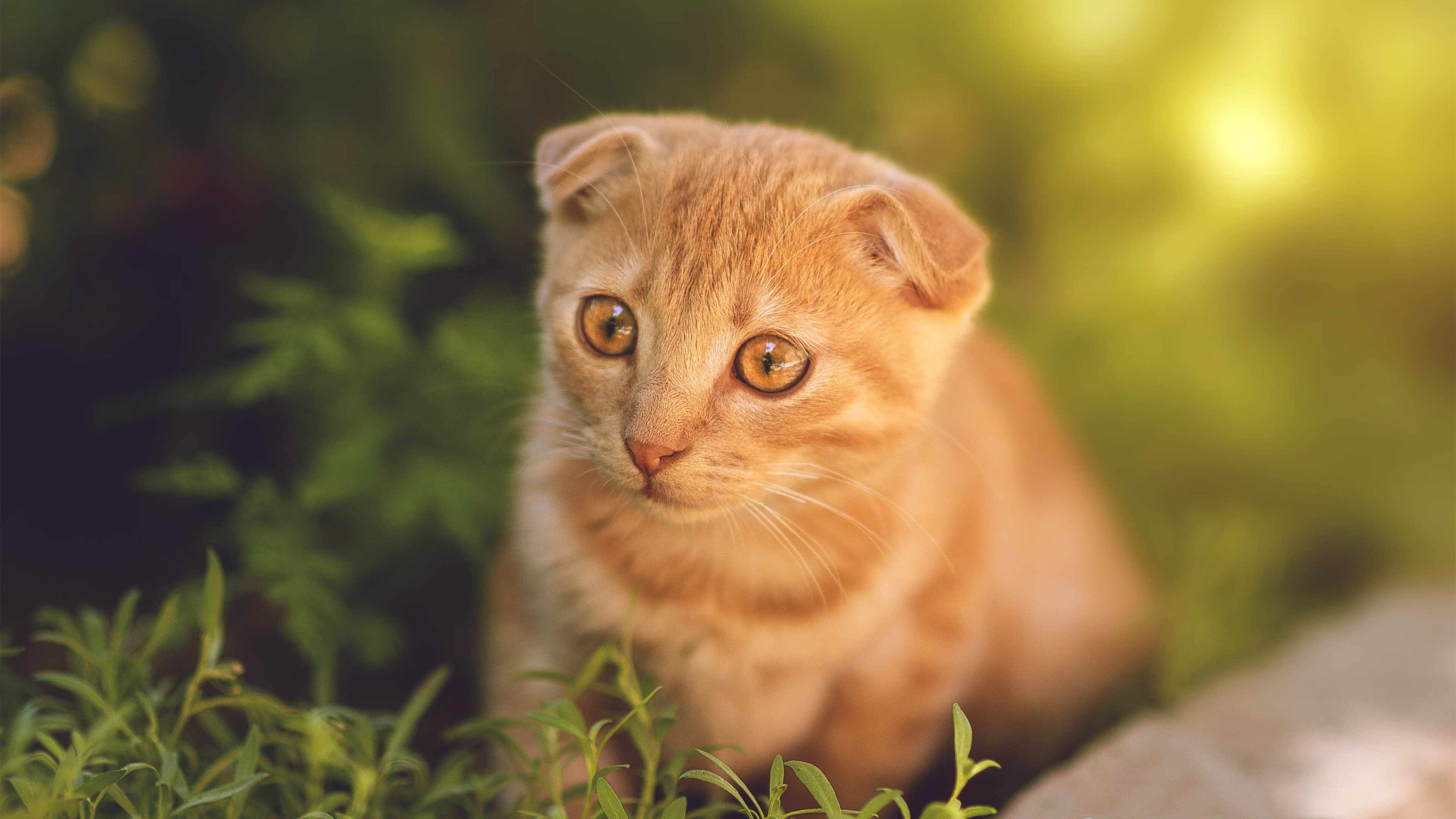 新星璀璨与王朝反击，拉梅洛刷新纪录的背后，勇士用团队风暴压制太阳