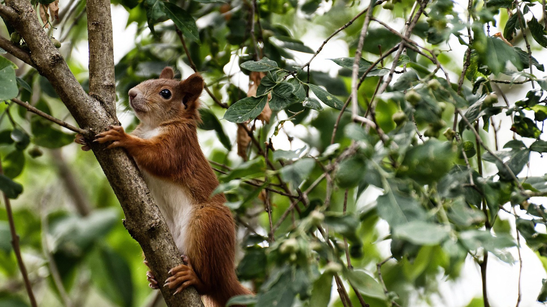 逆转!深圳魔术师的绿茵之歌