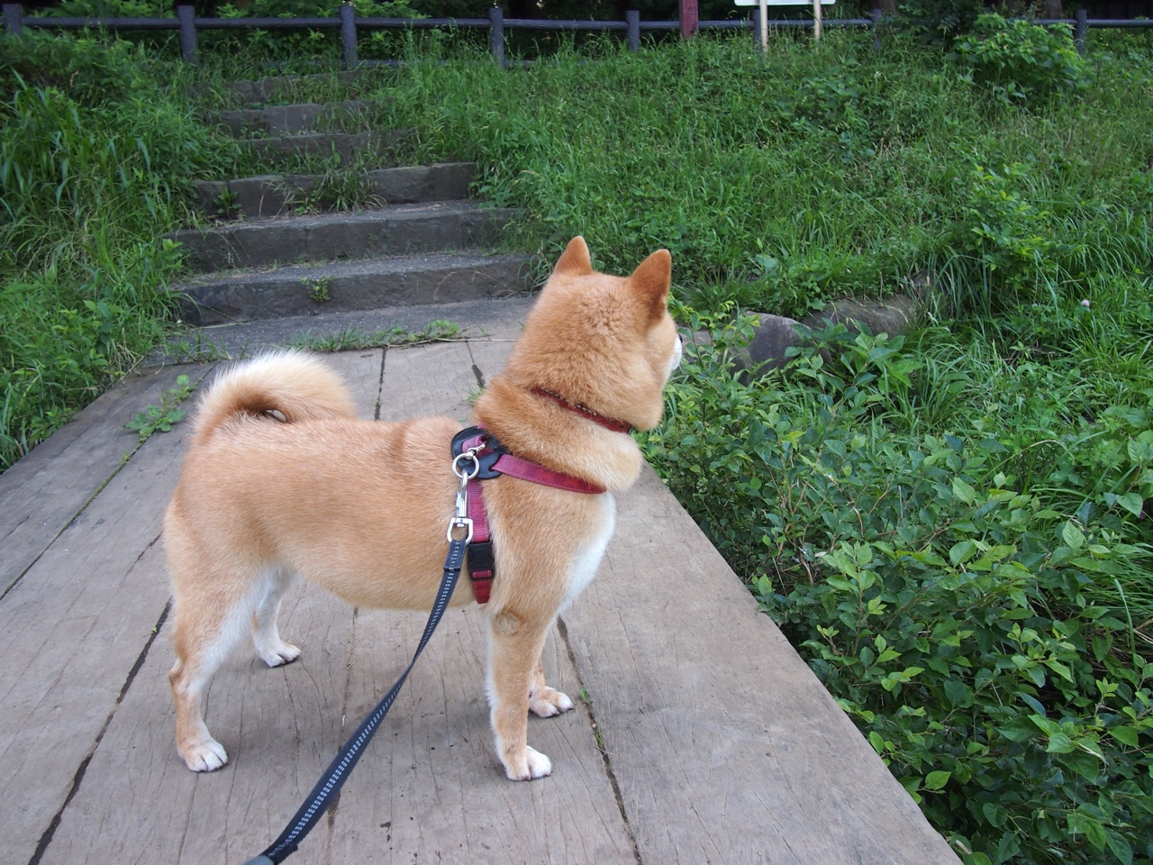 当新王在黎明加冕，从凤凰城奇迹到伯纳乌神迹，超级巨星的定义跨越时空