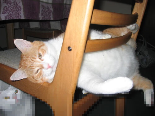 范戴克，一面坚盾，照见AC米兰击溃威尔士足球的灵魂密码