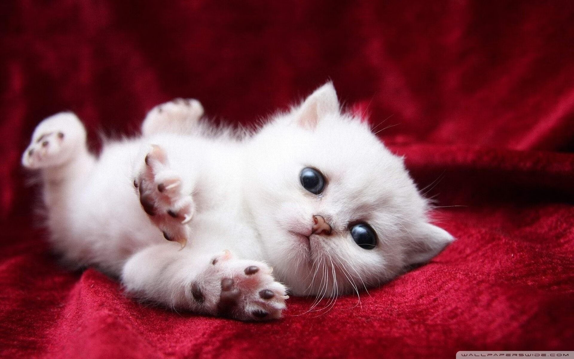 篮球双星夜，雄鹿力克黄蜂，杜兰特在世界排名争夺战中接管比赛