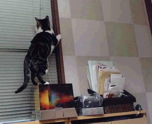 当太阳陨落，猛龙抬头，约基奇在不可能的对决中定义唯一